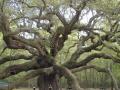 Angel Oak, Johns Island, South Carolina