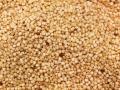 Quinoa (Chenopodium quinoa) seeds