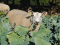 Sheep grazing rape forage