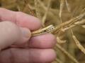 Rapeseed pod and seeds