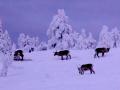 Reindeers, Finland