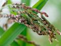 Rice panicles