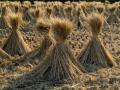 Rice straw on a field, Japan