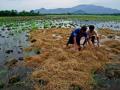 Rice straw incorporated in the field as a source of organic material, Philippines