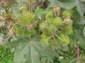 Castor (Ricinus communis) leaves and fruits