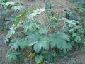 Castor (Ricinus communis) habit