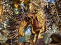 Castor (Ricinus communis) hulls and seeds