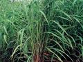 Itchgrass