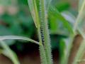 Itchgrass stems