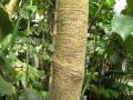 Rubber (Hevea brasiliensis), trunk, Kew Gardens, London