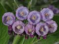 Russian comfrey (Symphytum × uplandicum), flowers