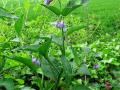 Russian comfrey (Symphytum × uplandicum), habit