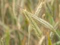 Rye heads (Secale cereale)