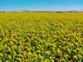 Safflower (Carthamus tinctorius) field