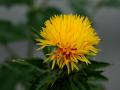 Safflower (Carthamus tinctorius), flower