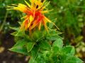 Safflower (Carthamus tinctorius), flower and leaves