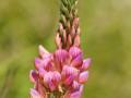 Sainfoin (Onobrychis viciifolia), flower spike