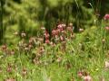 Sainfoin (Onobrychis viciifolia), France