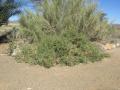 Lyebush (Salsola aphylla), habit