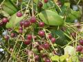 Saltbush (Salvadora persica), fruits