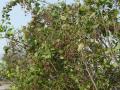 Saltbush (Salvadora persica), habit