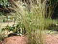 Crimson bluestem (Schizachyrium sanguineum) habit