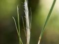 Crimson bluestem (Schizachyrium sanguineum) inflorescence