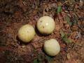 Marula (Sclerocarya birrea) fruits