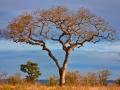 Marula (Sclerocarya birrea) tree 