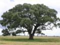 Marula (Sclerocarya birrea) tree