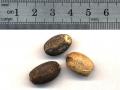 Jatropha (Jatropha curcas) seed