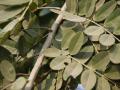 Siamese senna (Senna siamea) leaves