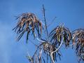 Siamese senna (Sienna siamea) pods