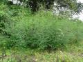 Prickly sesban (Sesbania bispinosa) habit, India