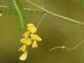 Prickly sesban (Sesbania bispinosa) inflorescence, India