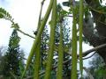 Agati (Sesbania grandiflora) pods, Hawaii