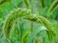 Foxtail millet (Setaria italica L.), spike and foliage