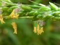 Big-leaf bristle grass (Setaria megaphylla), spikelets