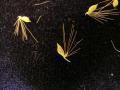 Golden millet (Setaria sphacelata) spikelets with bristles