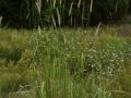 Golden millet (Setaria sphacelata) habit, Australia