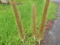 Golden millet (Setaria sphacelata) seed-heads, Australia