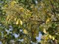 Sal (Shorea robusta), new leaves with flower buds at Jayanti, Duars