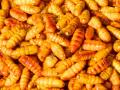 Silkworm pupae