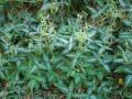 Silverleaf desmodium (Desmodium uncinatum), leaves and pods