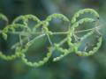 Silverleaf desmodium (Desmodium uncinatum), pods