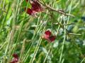 Siratro (Macroptilium atropurpureum) flowers and pods, Hawaii