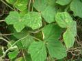 Siratro (Macroptilium atropurpureum) trifoliate leaves, Hawaii