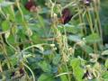 Siratro (Macroptilium atropurpureum) twining vines, Hawaii