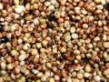 Sorghum grain