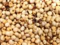 Sorghum grain, white variety